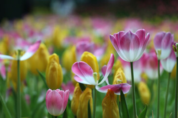 Field of Colorful Beautiful Bouquet  of Tulip Flower in Garden for Postcard Decoration and Agriculture Concept Design with Selective Focus.