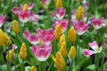 Obraz premium Field of Colorful Beautiful Bouquet of Tulip Flower in Garden for Postcard Decoration and Agriculture Concept Design with Selective Focus.