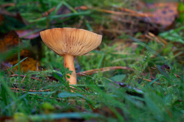 a single small fungi is growing out of the grass. It is curling up showing the detail in the gills. It is a single stem with space for text and taken from ground level - 688327967
