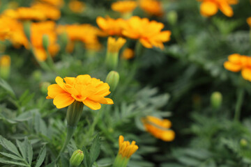 Field of Colorful Bouquet of Beautiful Cosmos Flower in Garden for Agriculture Concept Design with Selective Focus.
