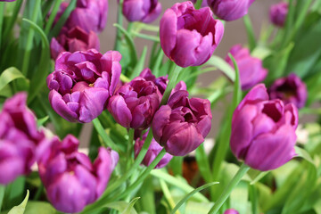 Fototapeta premium Field of Colorful Beautiful Bouquet of Tulip Flower in Garden for Postcard Decoration and Agriculture Concept Design with Selective Focus.