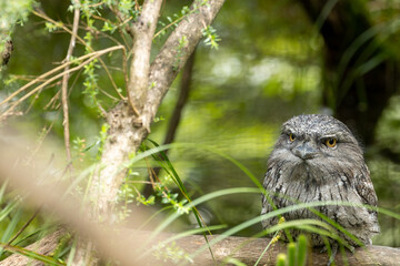 A Tawny frogmouth (Podargus strigoides).