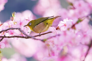 ピンク色の河津桜と可愛いメジロ
