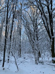 snow covered trees
