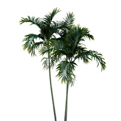 Fototapeta premium Isolated tree on a transparent background. Single tree isolated on a white background.