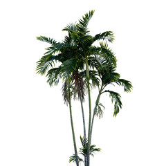 Obraz premium Isolated tree on a transparent background. Single tree isolated on a white background.