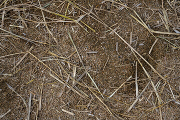 
Brown, dry, rice straw pile, close-up