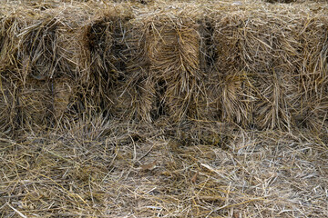 
Brown, dry, rice straw pile, close-up