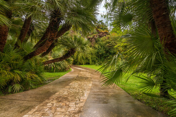 View of the alley with palm trees in the Upper Park of the Sochi Arboretum on a rainy summer day,...