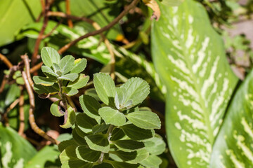 Boldo leaves in a garden in Rio de Janeiro.