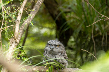 A Tawny frogmouth (Podargus strigoides).