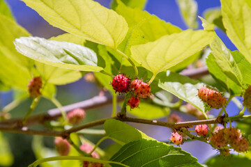 fruit known as blackberry outdoors in Rio de Janeiro.