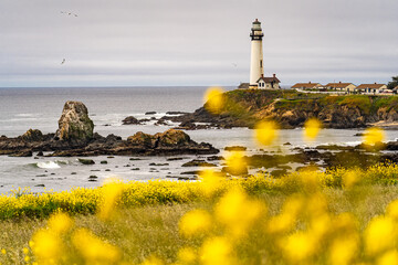 Beautiful view of the coast with yellow flowers and Pigeon Point Lighthouse, California