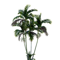 Obraz premium Isolated tree on a transparent background. Single tree isolated on a white background.