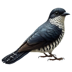 Fototapeta premium A Black-billed Cuckoo standing on a flat surface isolated on a transparent background