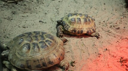 Two large tawny turtles crawl along the sand
