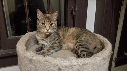 Cat laying in a cat tree