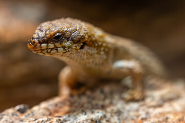 Australian Southern Pygmy Spiny-tailed Skink