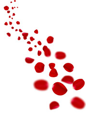 Realistic flying red rose petals on white background.