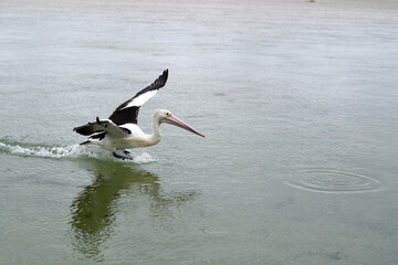 Pelican in water