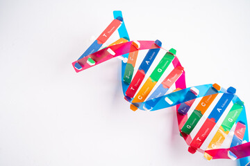 DNA or Deoxyribonucleic acid is a double helix chains structure formed by base pairs attached to a sugar phosphate backbone.