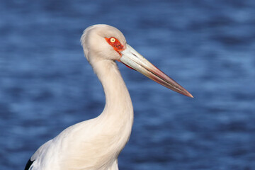 Close up of a stork