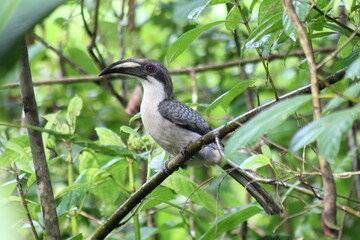 red billed hornbill in tree