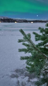 A pinetree sitting at the edge of a moonlit lake competely covered by snow in early December. An aurora can be seen dancing above distant mountains.