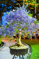 Queen's Wreath vine, apricot blossom or purple wreath vine flower Petrea volubilis in Tet Lunar New...