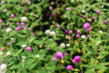 Gomphrena globosa, commonly known as globe amaranth growing in Thailan