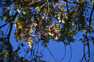 Ulmus parvifolia (Lace bark elm) samara. Ulmaceae deciduous tree. Wind-pollinated flowers bloom in September, and the fruit ripens to light brown in late autumn.