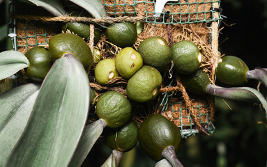 Bulbophyllum phalaenopsis plant close up