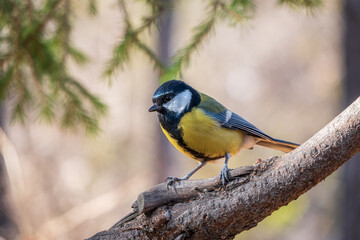 Cute bird Great tit, songbird sitting on the branch with blurred background