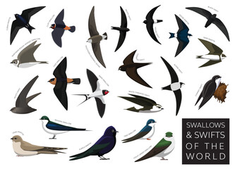 Swallows and Swifts of the World Set Cartoon Vector Character