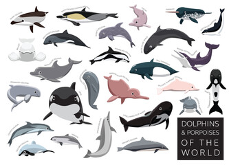 Dolphins and Porpoises of the World Set Cartoon Vector Character
