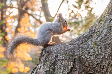 The squirrel with nut sits on tree in the autumn. Eurasian red squirrel, Sciurus vulgaris.