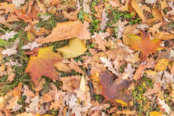 Orange, brown and yellow fallen oak leaves in the sunlight.