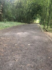 camino con guadua