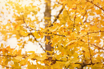 golden leaves on a gingko tree in autumn