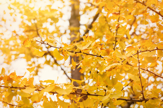 golden leaves on a gingko tree in autumn
