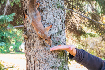 A squirrel in the autumn eats nuts from a human hand. Eurasian red squirrel, Sciurus vulgaris