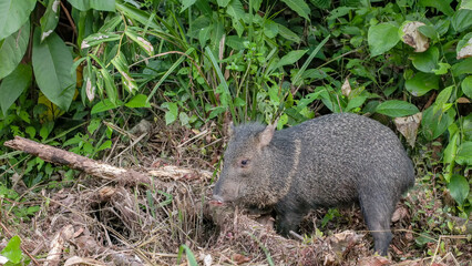 close shot of a collared peccary feeding in the rainforest at corcovado