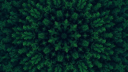 Fotobehang Green mandala. Foliage kaleidoscope. Tree crowns leaves texture round symmetrical graphic ornament on dark black abstract illustration background. © golubovy