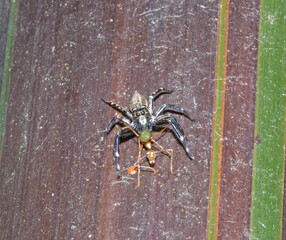 Australian Jumping Spider Eating Ant