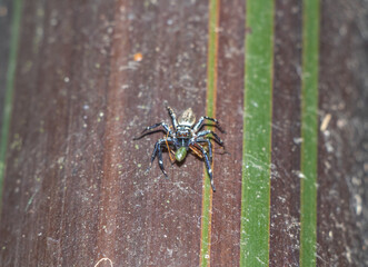 Australian Jumping Spider Eating Ant