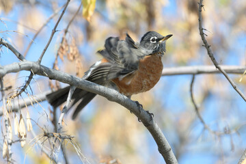 American Robin air-drying feathers after a bath