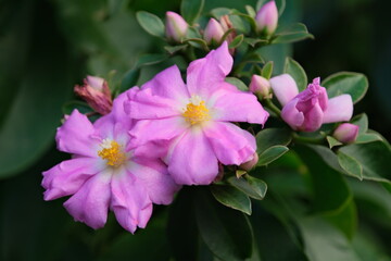 Pereskia large-leaved (wax rose), shrub or small thorny tree with rose-coloured flowers. Buenos Aires, Argentina