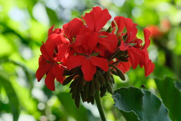 Red geranium flower growing in the street, close-up, without people, Buenos Aires, Argentina