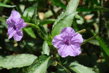 Beautiful purple flowers of ruellia tuberosa on the streets of Buenos Aires