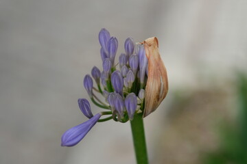 Close-up of a bud of African lily (Agapanthus africana), from which inflorescences with blue...
